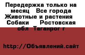 Передержка только на месяц - Все города Животные и растения » Собаки   . Ростовская обл.,Таганрог г.